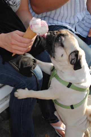 Mops Hund Hund isst Eis