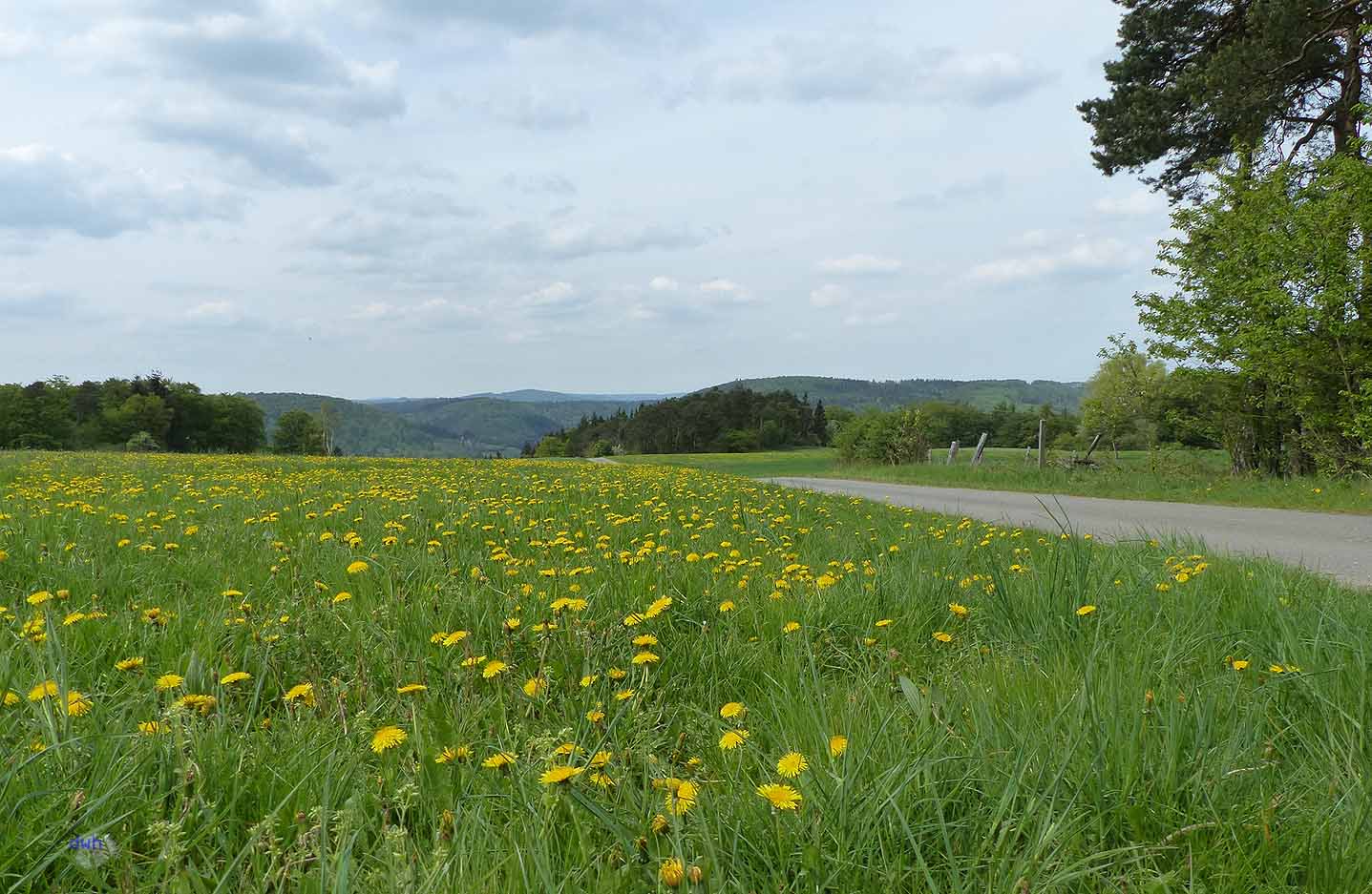 Nationalpark Kellerwald - Edersee Blumen
