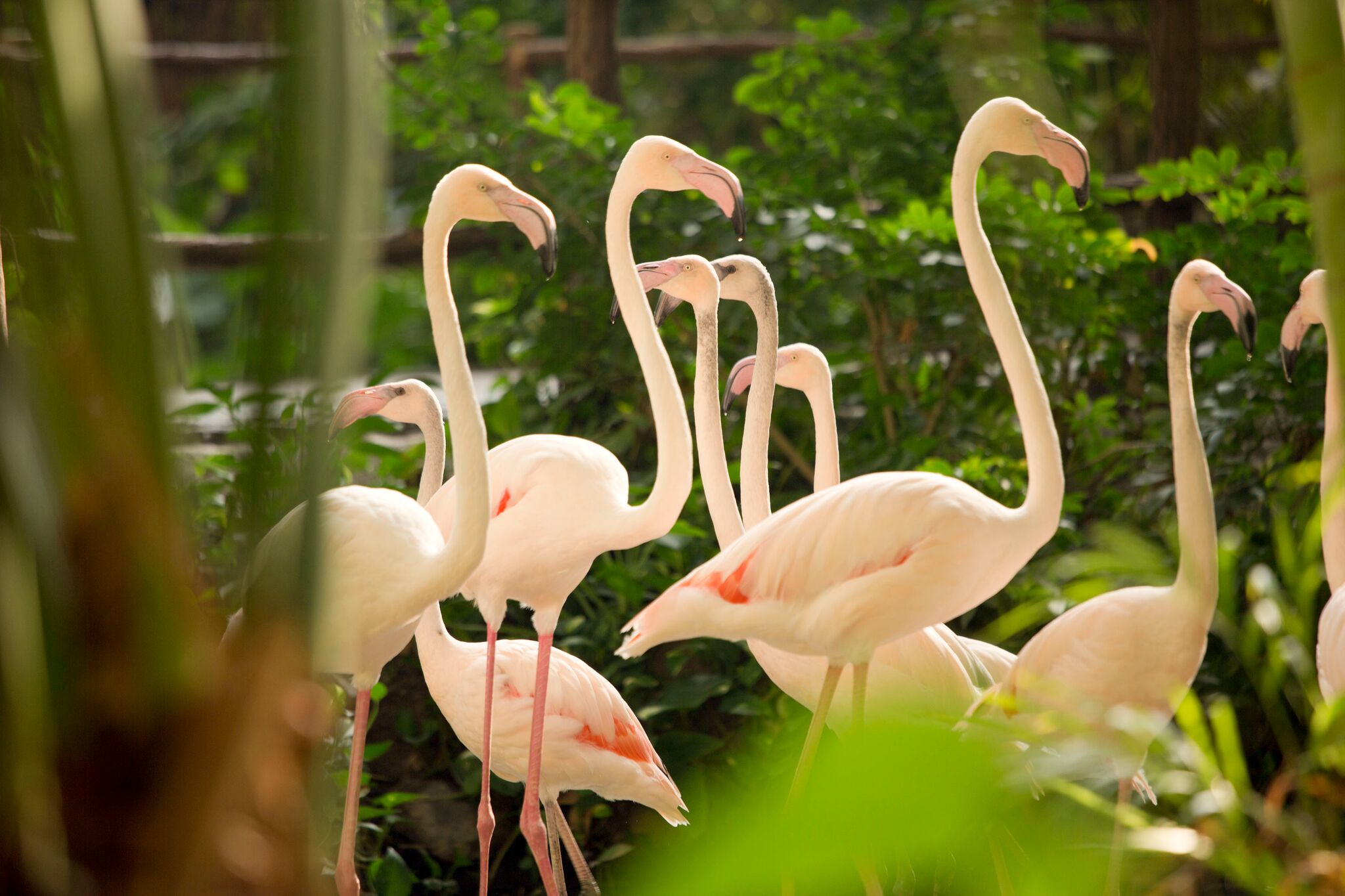 Tropical Island Brandenburg Flamingos