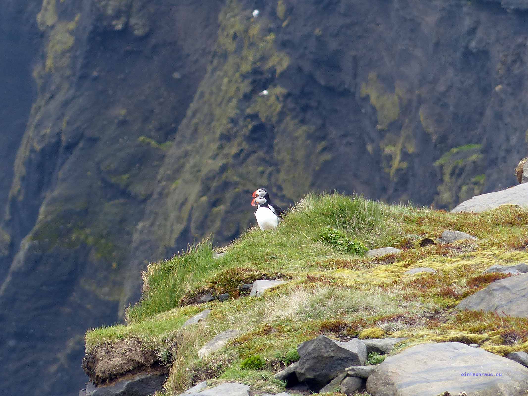Auf Island wird der kleine Kerl mit seinem farbenfrohen Schnabel nur Lundi genann