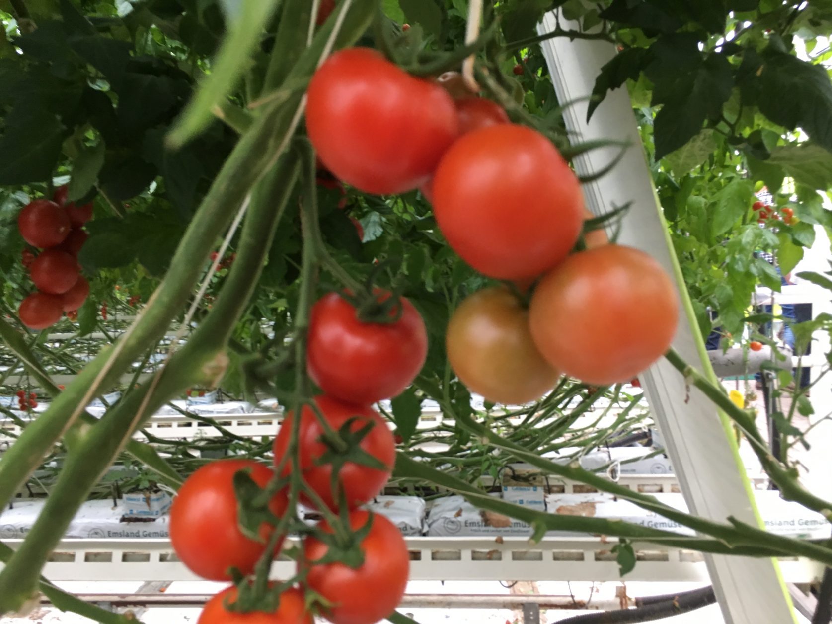 Emsland Tomaten