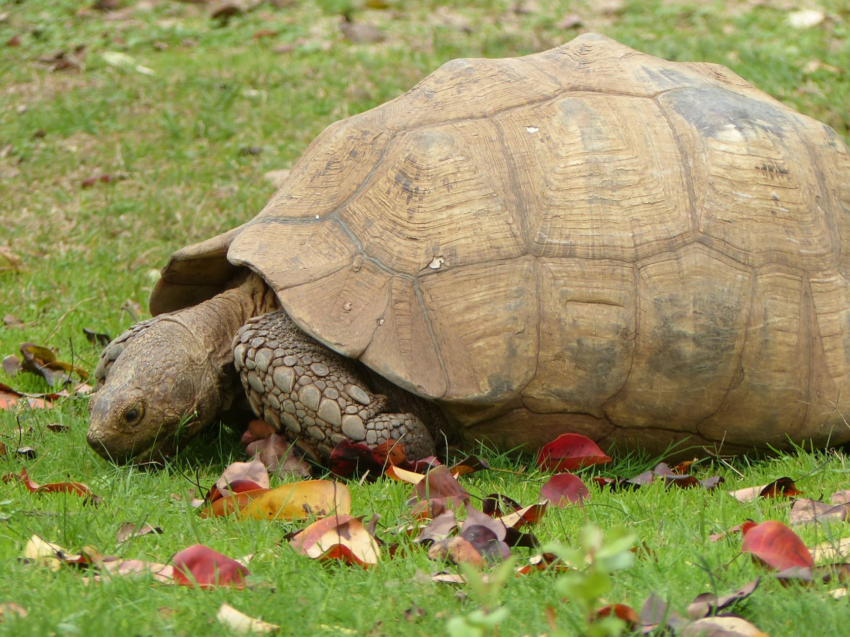 Eine halbe Stunde entfernt von Ajaccio: der Schildkrötenpark Foto: Weirauch