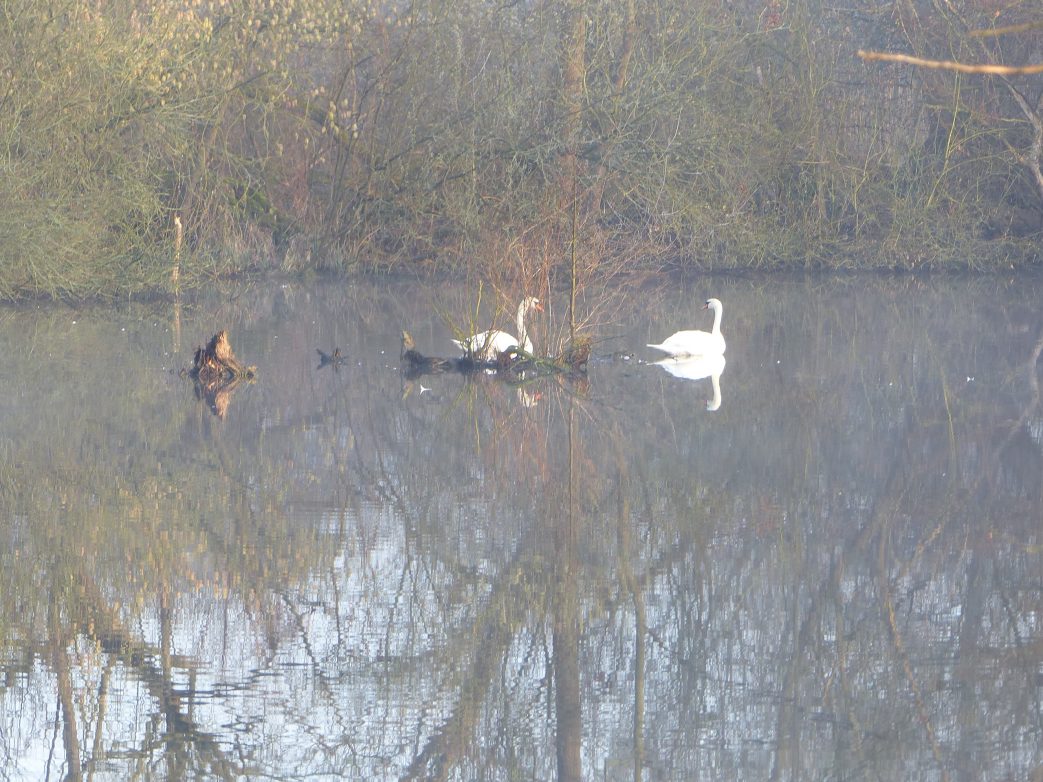 Wenn ein Schwan singt ...