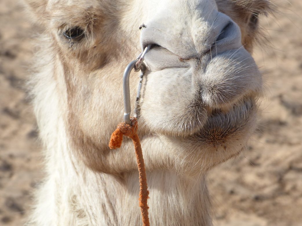 Tunesien Kamele Wüste