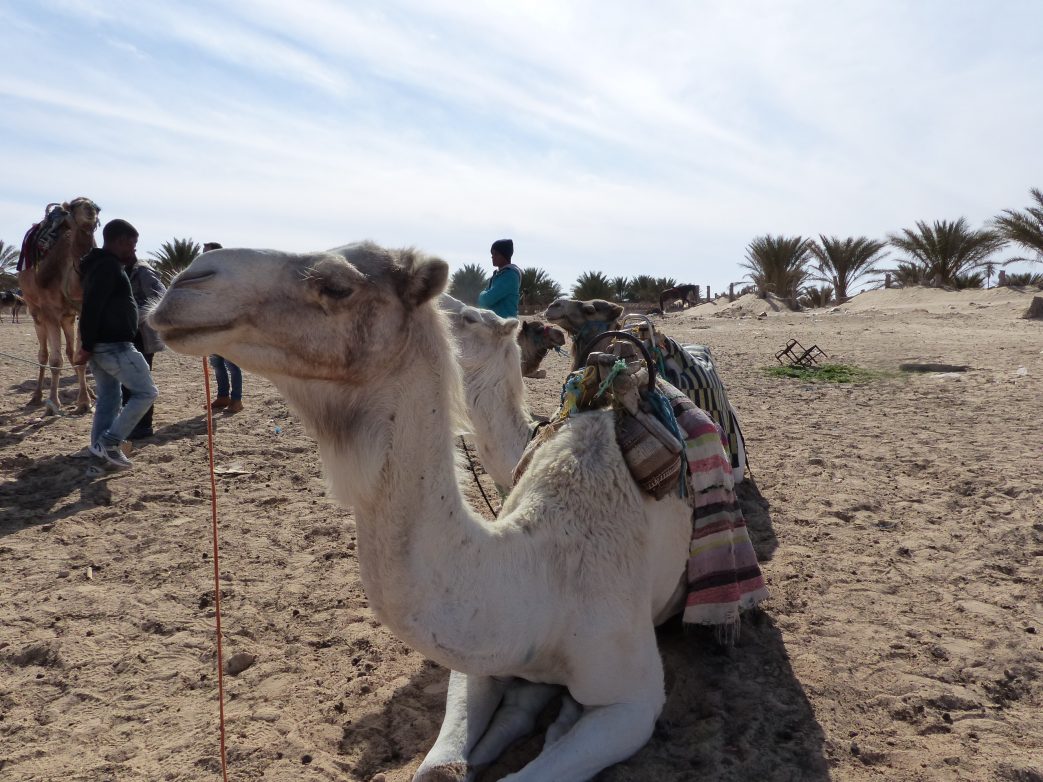 Tunesien Kamele