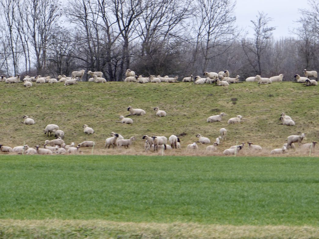 Schafe auf dem Saaledeich hinter Alsleben Foto: Weirauch