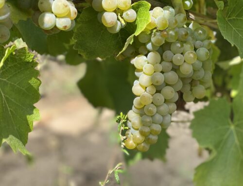 Polens Weinbautradition und Weinfeste