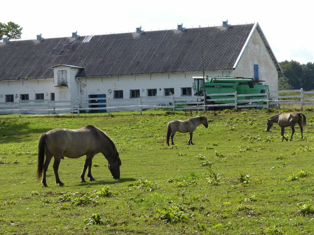 Masuren-Konik