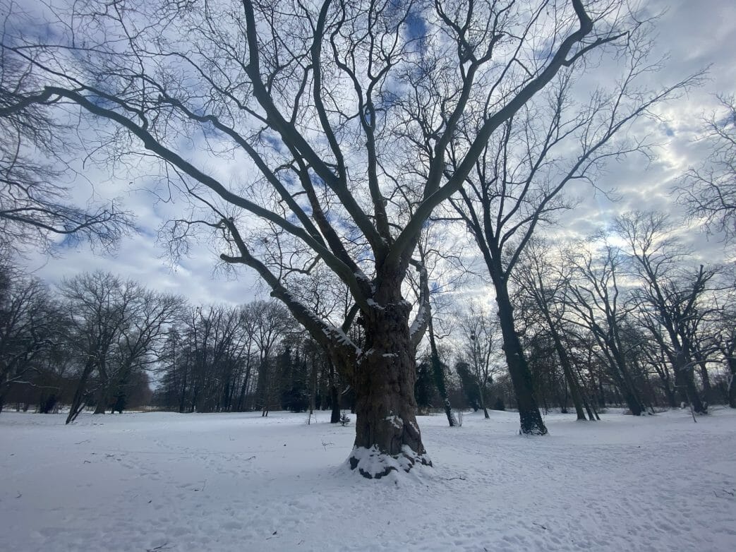 Marquardt Park Baum