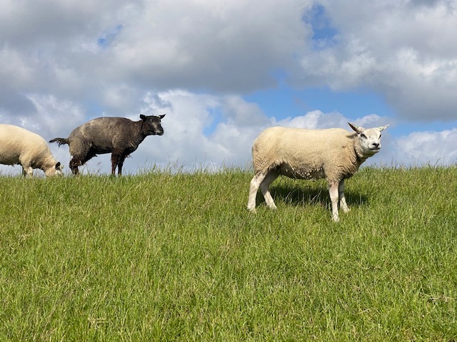 Texel Niederlande Schafe