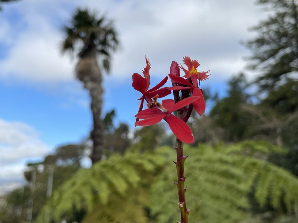 Madeira Blumen Botanischer Garten Funchal