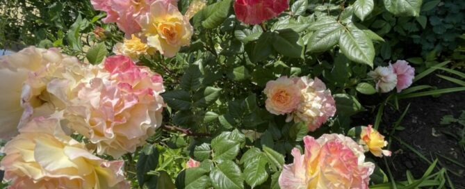 Rosen Rosarium Rosen Rosarium