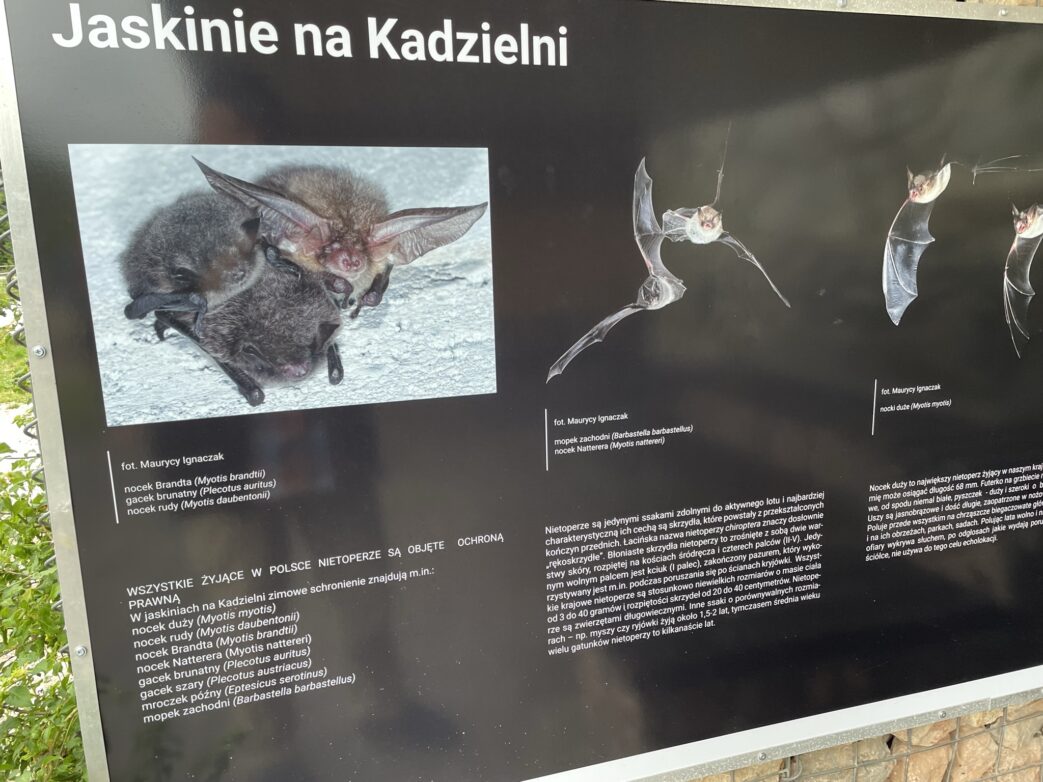 Fledermäuse leben im hinteren Teil der Kadzielna-Karsthöhle