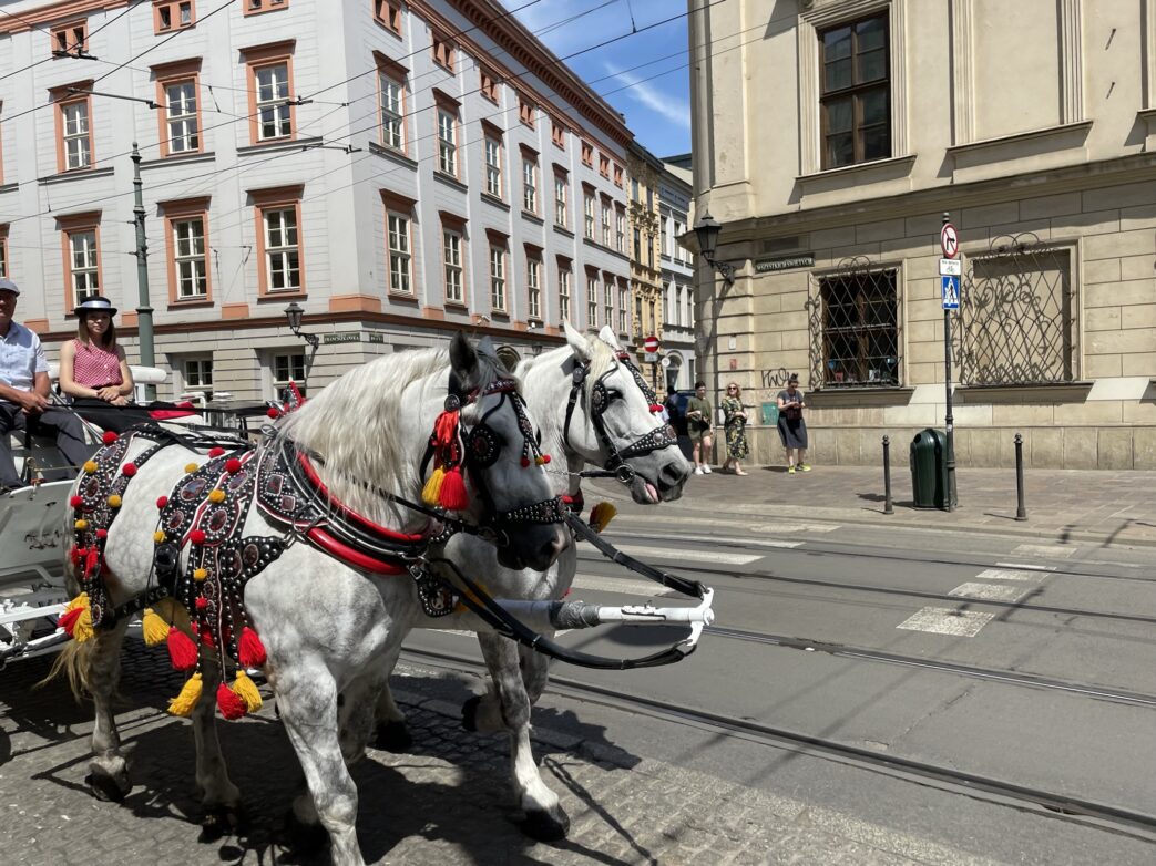 Typisch für Krakau sind die Pferdegespanne, im Hochsommer oftmals aber wegen der Hitze nicht im Einsatz