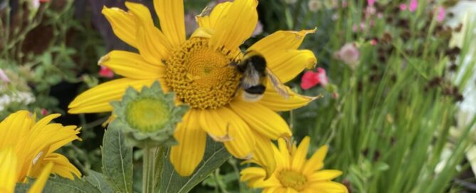 Hummel Blume Pflanze Kartzow Lebensart Sommerblumen 'Ausstellung