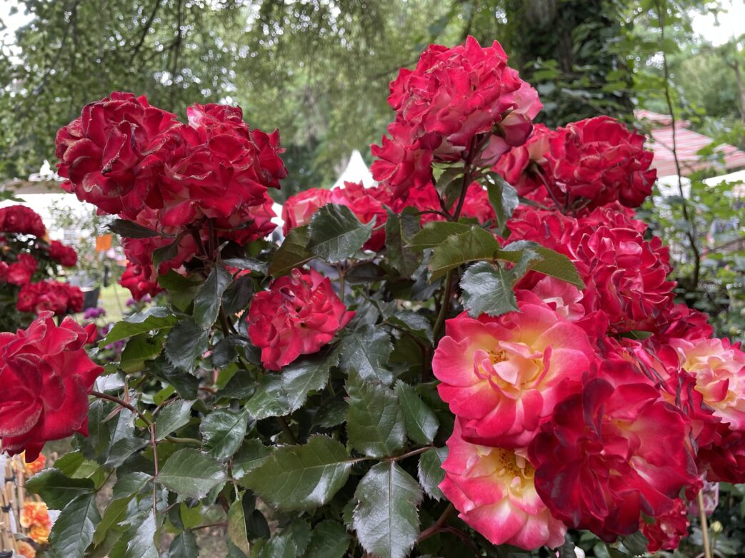 LebensArt.Blumen Rosen