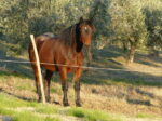 Pferd Marken Italien