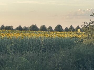 Sonneblumen.Oderbruch.Nationalpark
