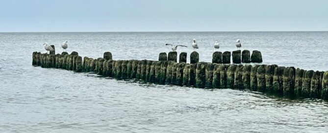 Polnische Ostsee Möven