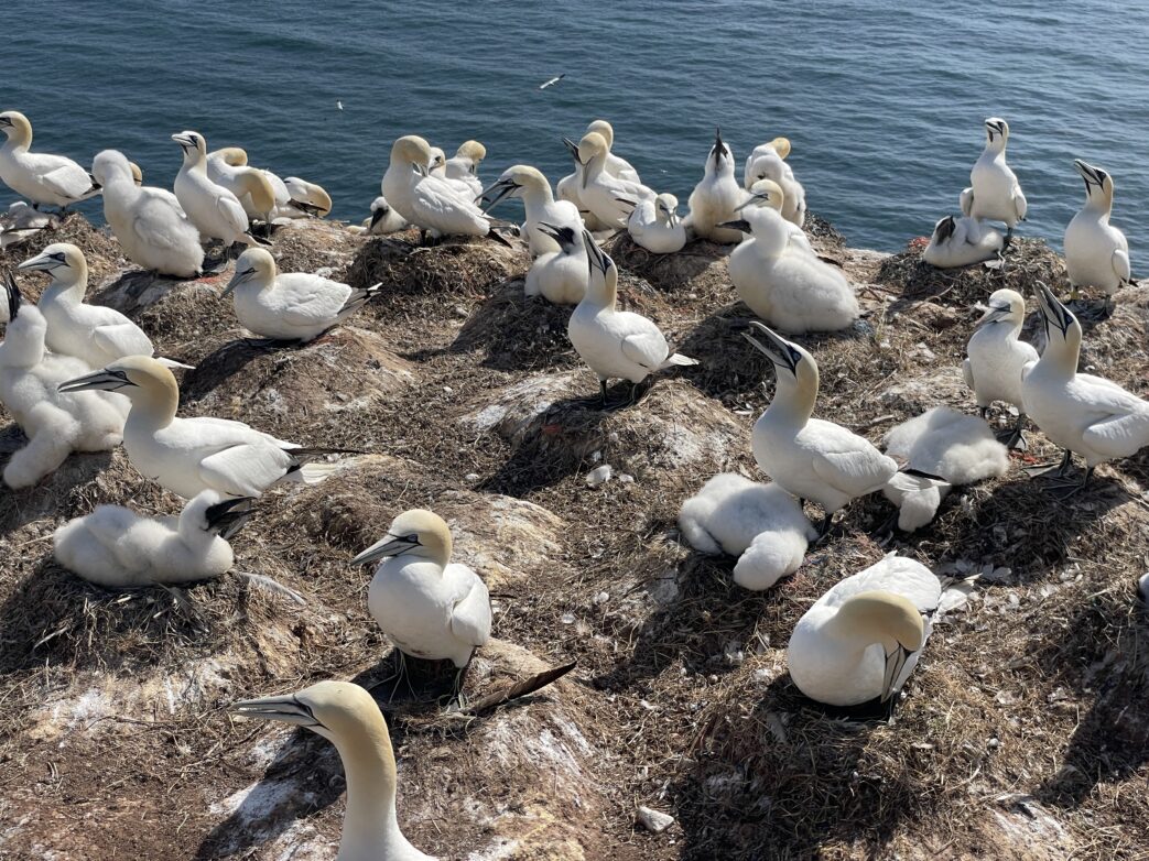Helgoland Nordsee Insel vögel