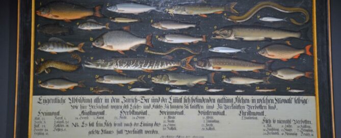 Züricher Fischtafel von 1709.