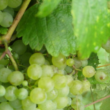 Schweiz2023 wein zuericher weinland
