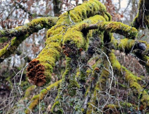  Die Vulkaneifel ist ein magischer Ort