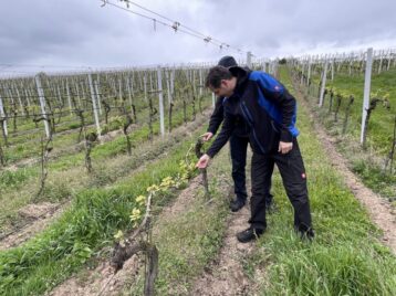 Patschkau.Wein OppelnerLand