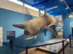 Portocesaereo.Salento Meereskundemuseum