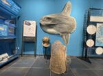 Portocesaereo.Salento Meereskundemuseum