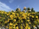 Puglia Kulinarik Salento Masseria Berzareo