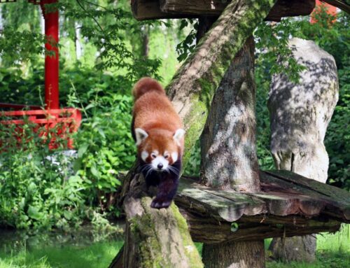 Tier- und Themenwelt Pairi Daiza – weit mehr als ein Zoo
